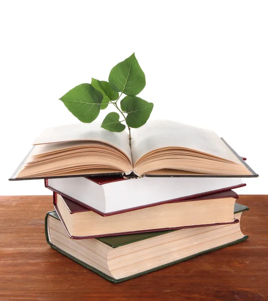 Libros con planta sobre mesa sobre fondo blanco —  Fotos de Stock