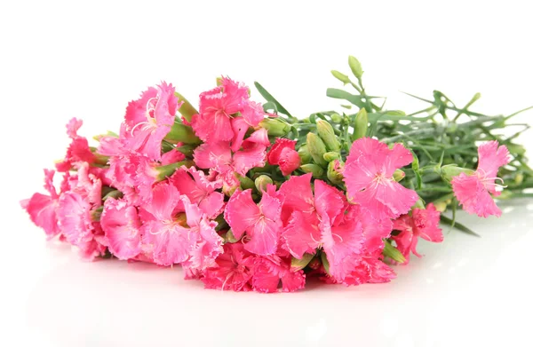 Bouquet of carnations, isolated on white — Stock Photo, Image