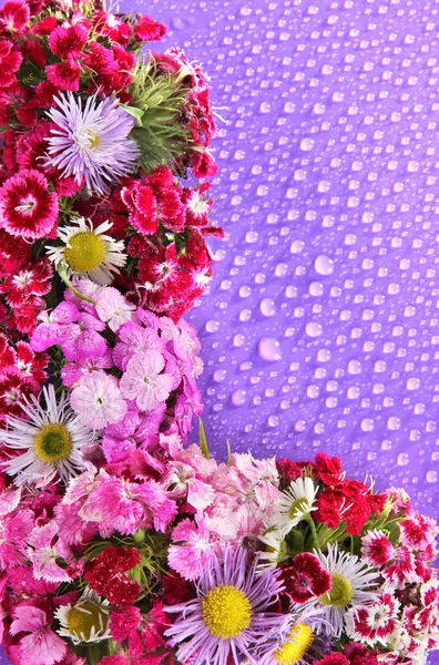 Flores silvestres sobre fondo púrpura — Foto de Stock