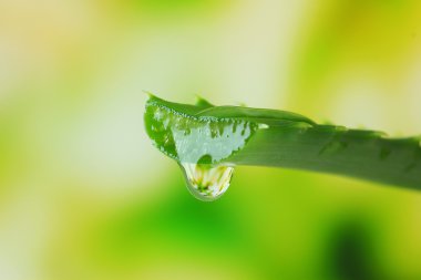 doğal zemin üzerine damla ile Aloe yaprak