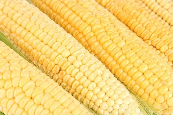 Zelenina čerstvá kukuřice zblízka — Stock fotografie
