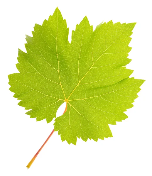 Hermosa hoja verde aislada en blanco — Foto de Stock