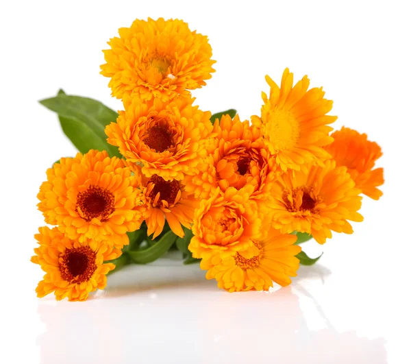 Calendula flowers isolated on white — Stock Photo, Image