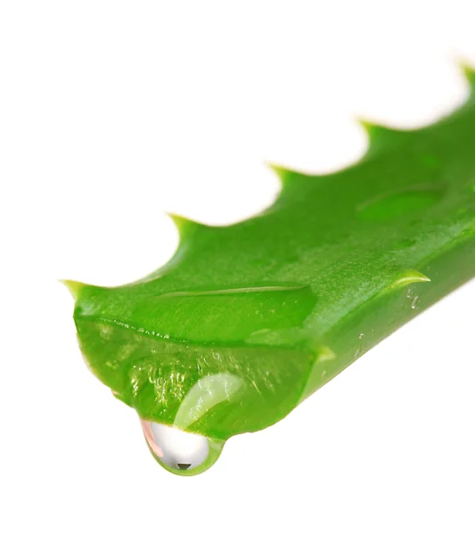 Feuille d'aloès avec goutte, isolée sur blanc — Photo