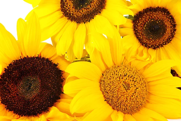 Heldere zonnebloemen geïsoleerd op wit — Stockfoto