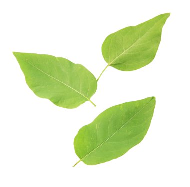 yeşil yapraklar beyaz üzerinde izole