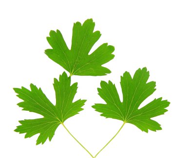 yeşil yapraklar beyaz üzerinde izole