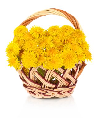 Dandelion flowers in wicker basket isolated on white