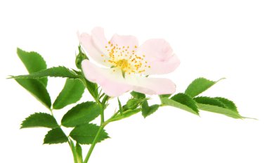 beyaz izole hip gül çiçek