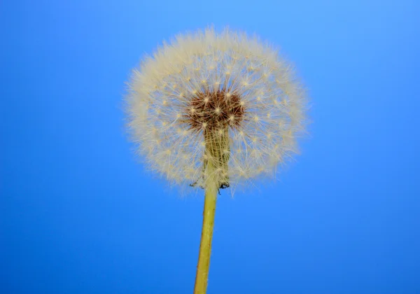 Dente de leão no fundo azul — Fotografia de Stock