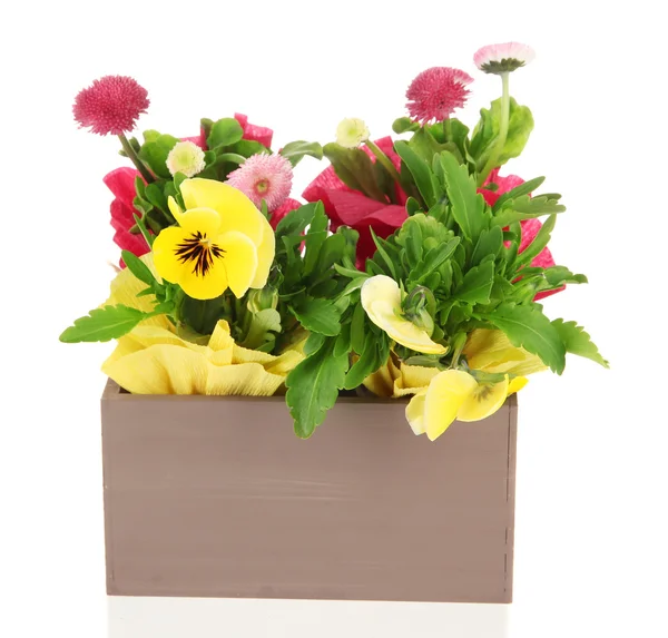 Lindas flores de primavera em caixa de madeira isolada em branco — Fotografia de Stock