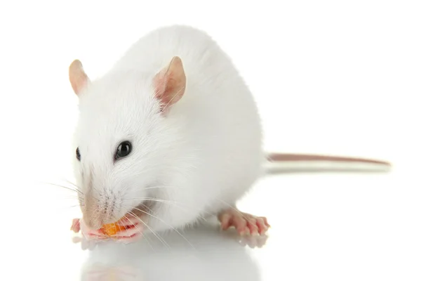 Petit rat drôle avec de la nourriture, isolé sur blanc — Photo