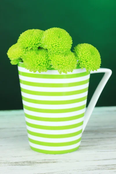 Зеленая хризантема в чашке на столе на темно-зеленом фоне — стоковое фото