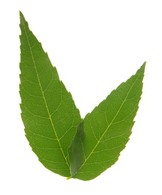 yeşil yapraklar beyaz üzerinde izole