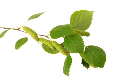 izole üzerinde beyaz yeşil huş ağacı yaprakları