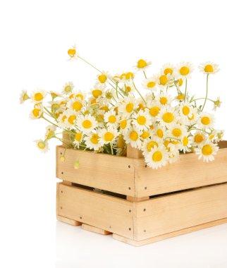 Ahşap kutusunda üzerinde beyaz izole küçük chamomiles