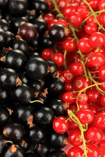 Groselha preta e vermelha, close-up — Fotografia de Stock