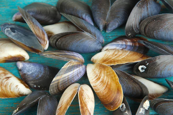Sea seashells close-up background — Stock Photo, Image