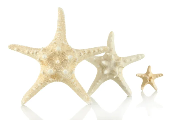 Estrelas-marinhas brancas isoladas em branco — Fotografia de Stock