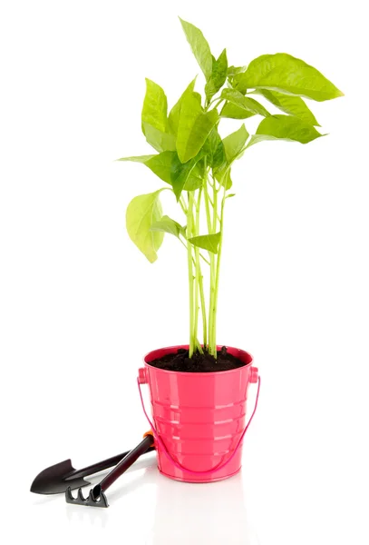 Jeune plante dans seau isolé sur blanc — Photo