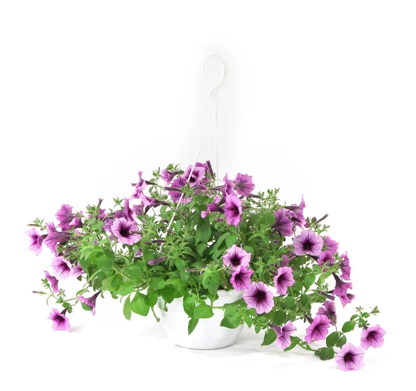 Purple petunia in flowerpot isolated on white — Stock Photo, Image