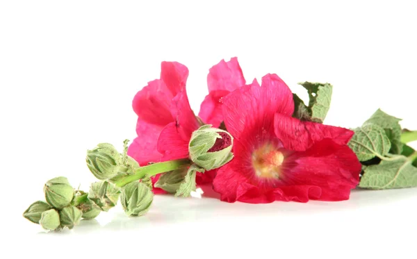 Fleurs de mauve rose, isolées sur blanc — Photo