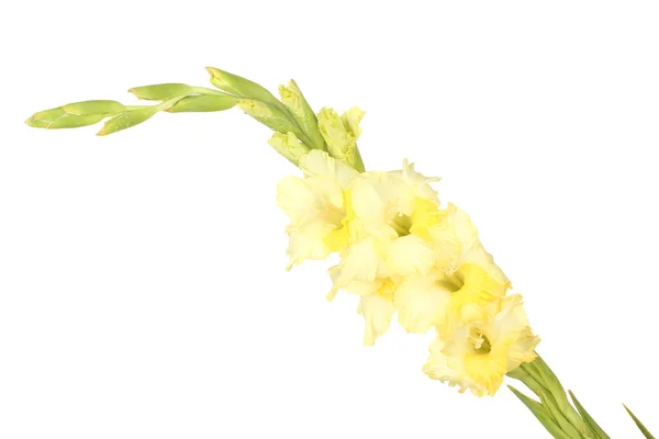 Ramo de gladiolus amarelo no fundo branco close-up — Fotografia de Stock