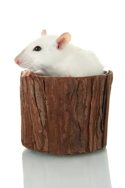 Смішний маленький щур у дерев'яній вазі, ізольований на білому — стокове фото