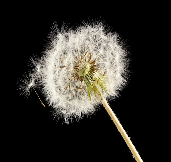 Beautiful dandelion with seeds on black background — Stock Photo, Image