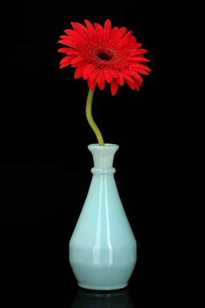 Belle gerbera rouge dans un vase isolé sur fond noir gros plan — Photo