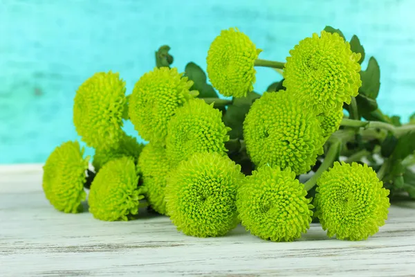 Schöne grüne Chrysantheme auf dem Tisch auf blauem Hintergrund — Stockfoto