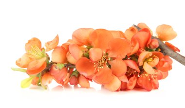 güzel kırmızı çiçeği üzerinde beyaz izole