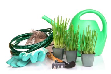 tohum kutusu üzerinde beyaz izole fide ile