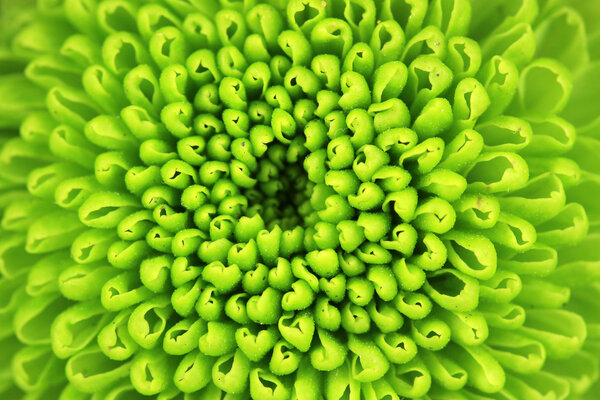 Beautiful green chrysanthemum close-up
