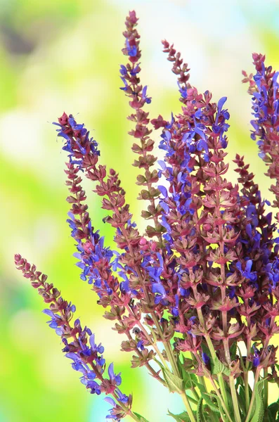 Salvia bloemen op natuurlijke achtergrond — Stockfoto