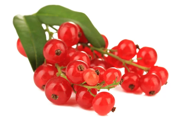 Branch of red currant isolated on white — Stock Photo, Image