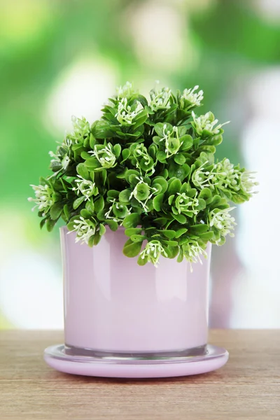 Bella pianta verde in vaso sullo sfondo della natura — Foto Stock