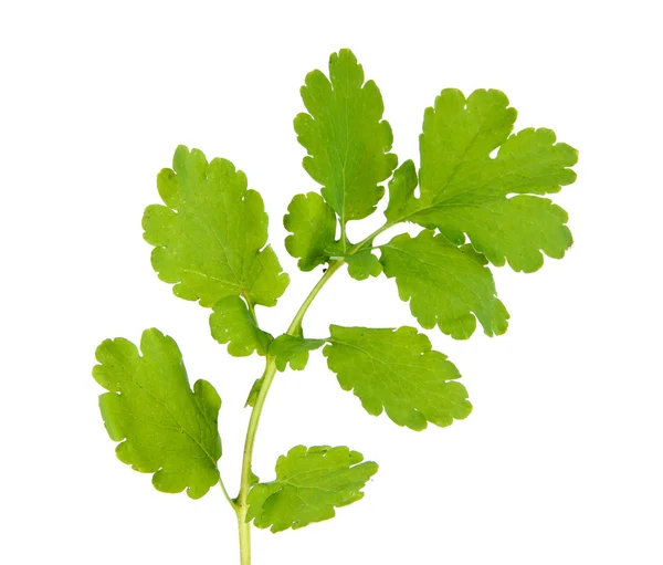 Celandine isolato su bianco — Foto Stock