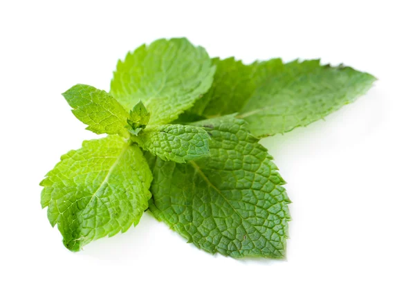 Hojas frescas de menta aisladas en blanco — Foto de Stock