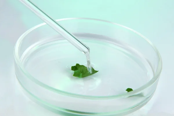 Investigación química en placa Petri sobre fondo verde claro —  Fotos de Stock