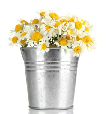 Beautiful wild camomiles in