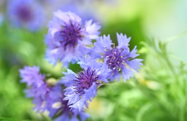 yeşil zemin üzerine güzel Peygamber