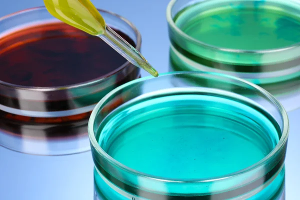 Color liquid in petri dishes on blue background — Stock Photo, Image