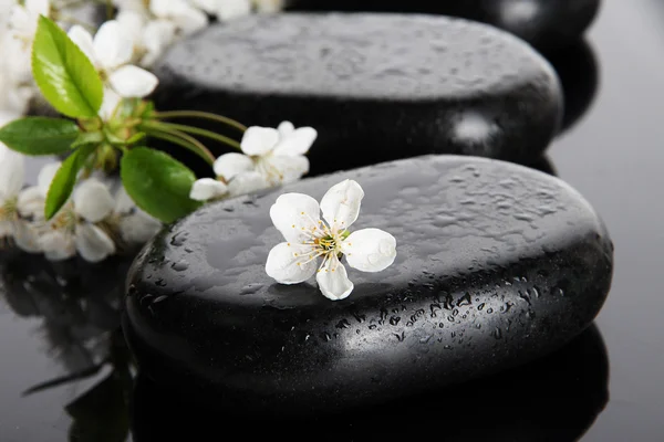Piedras de spa y flores blancas sobre fondo oscuro — Foto de Stock