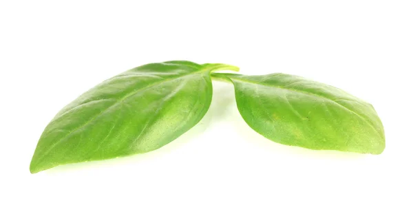 Albahaca fresca verde aislada en blanco —  Fotos de Stock