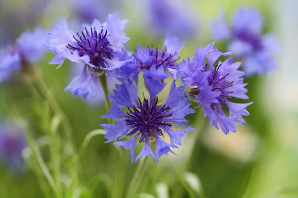 Schöne Kornblumen, im Freien — Stockfoto