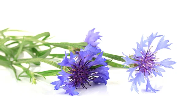 Beautiful cornflowers ,isolated on white — Stock Photo, Image