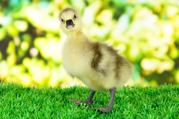 Little duckling on grass on bright background — Stock Photo, Image