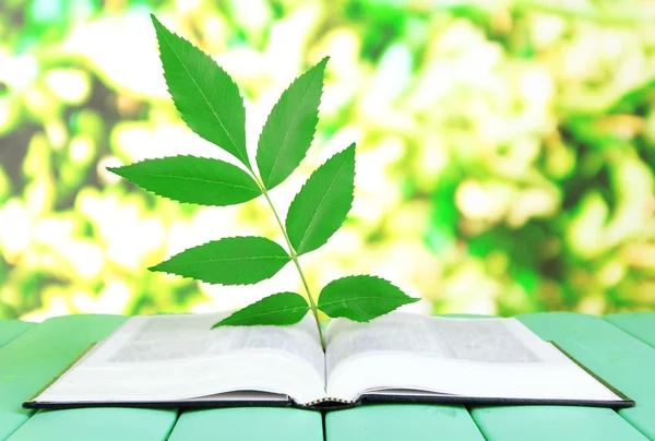 Livro com planta na mesa sobre fundo brilhante — Fotografia de Stock