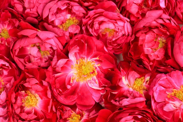 Τριαντάφυλλα τσαγιού φόντο — Φωτογραφία Αρχείου